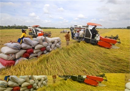Thủ tướng yêu cầu xử lý nghiêm các trường hợp trục lợi bất chính, đẩy giá lúa gạo lên cao